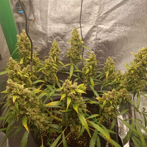 Hera growlog timeline photo