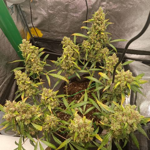 Hera growlog timeline photo