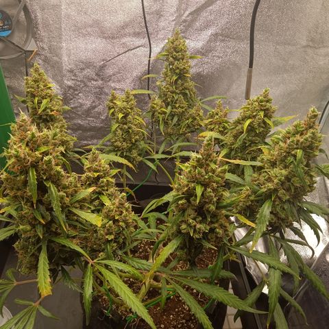 Hera growlog timeline photo