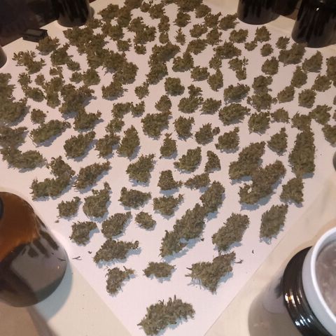 Trudi  growlog timeline photo