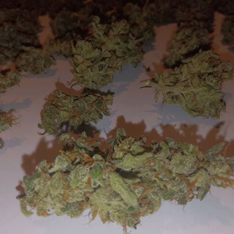 Trudi  growlog timeline photo