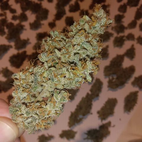 Trudi  growlog timeline photo