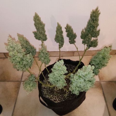Hera growlog timeline photo