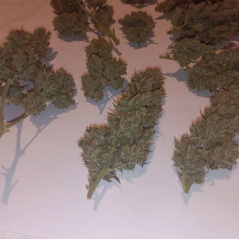 Hera growlog timeline photo