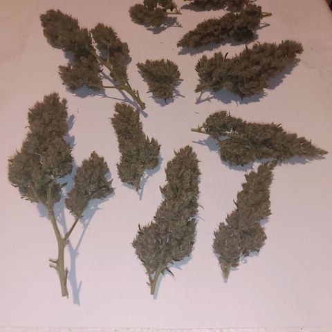 Hera growlog timeline photo