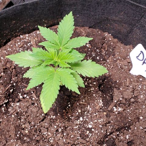 DF1 growlog timeline photo