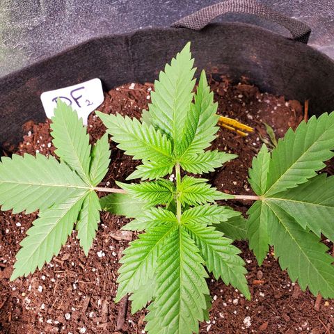 DF2 growlog timeline photo