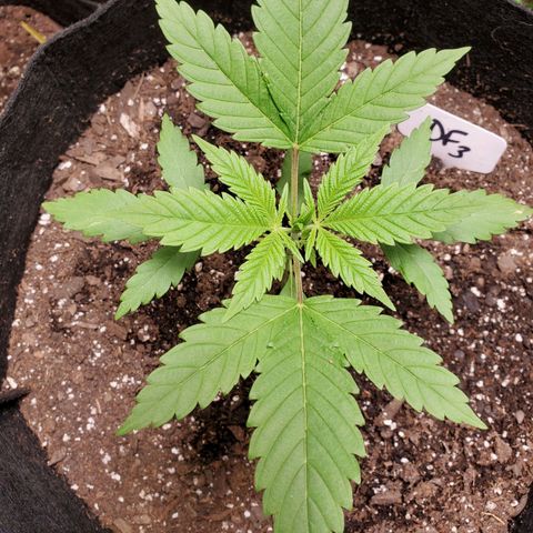 DF3 growlog timeline photo