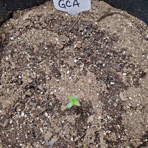 GCA growlog timeline photo
