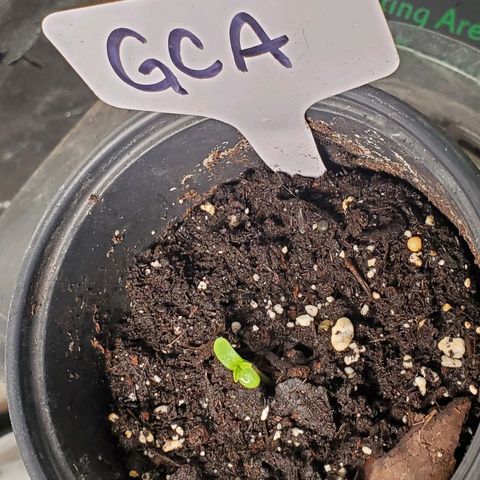 GCA growlog timeline photo