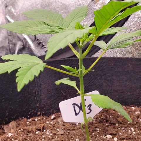 DF3 growlog timeline photo