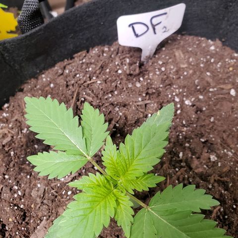 DF2 growlog timeline photo