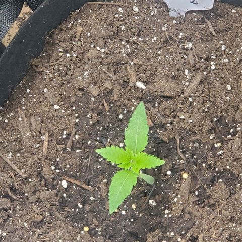 DF2 growlog timeline photo