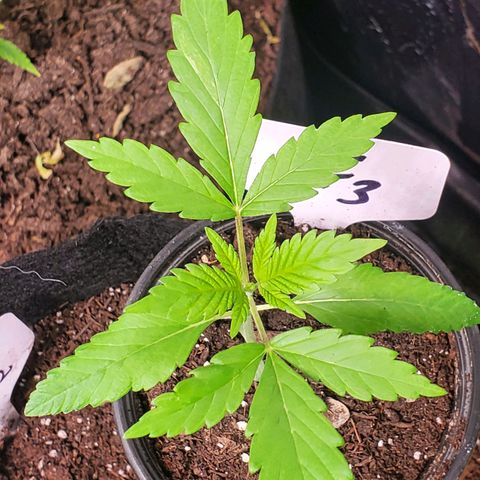 DF3 growlog timeline photo
