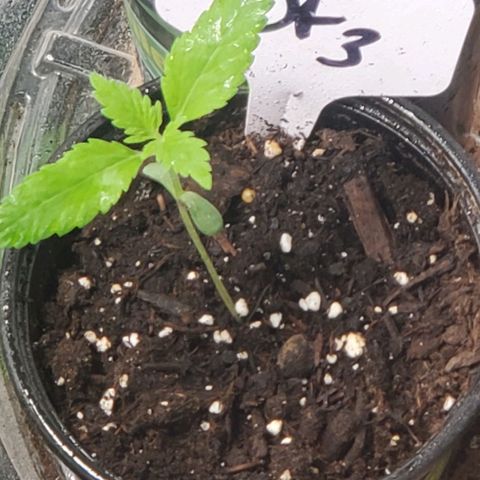 DF3 growlog timeline photo