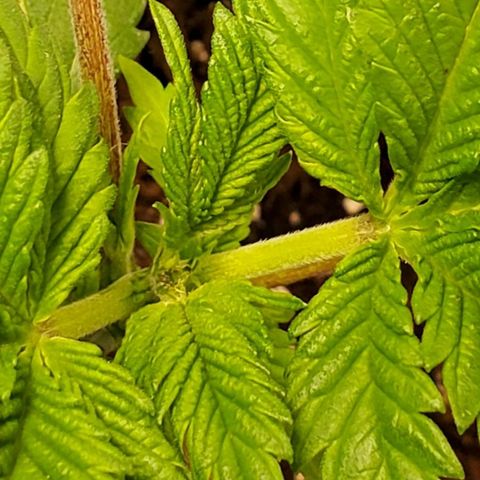 DF2 growlog timeline photo