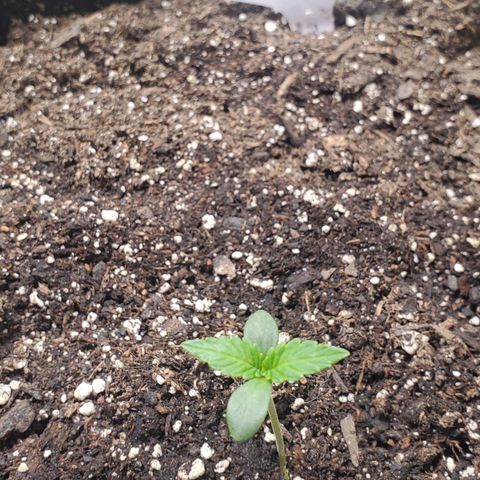 GCA growlog timeline photo