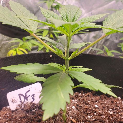 DF3 growlog timeline photo