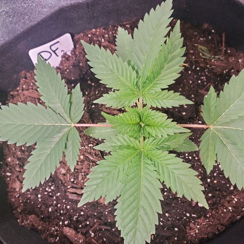 DF2 growlog timeline photo