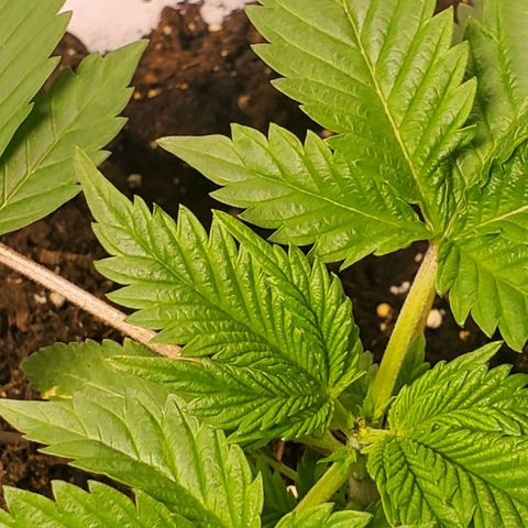 DF2 growlog timeline photo