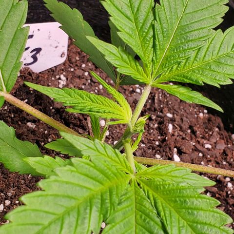DF3 growlog photo: After Fimming I accidentally cut a fan leaf off.