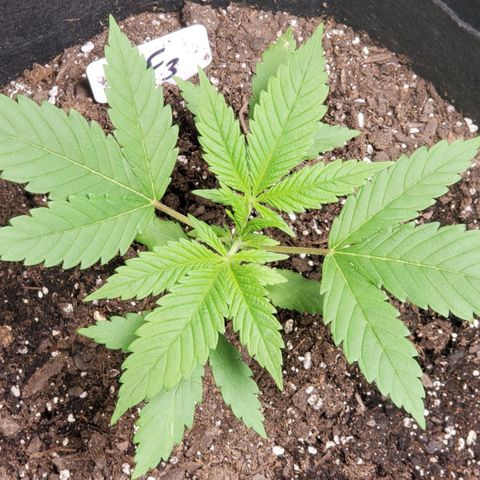 DF3 growlog photo: Before fimming