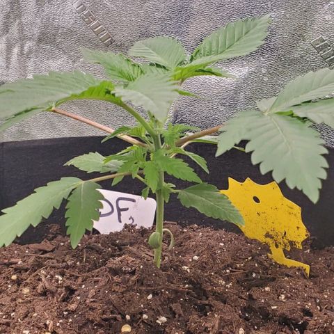 DF2 growlog timeline photo
