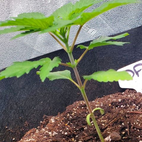 DF1 growlog timeline photo