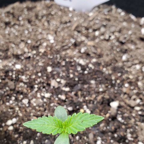 GCA growlog timeline photo