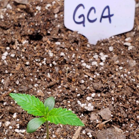 GCA growlog timeline photo