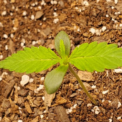 GCA growlog photo: 9:20PM