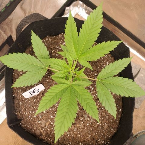 DF3 growlog timeline photo