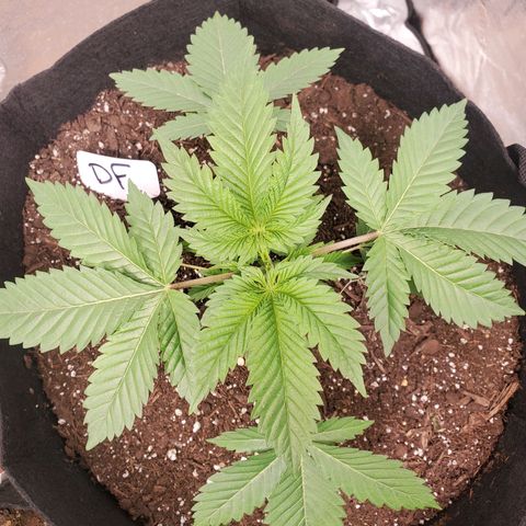 DF2 growlog timeline photo