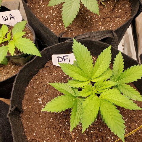 DF1 growlog timeline photo