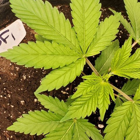 DF1 growlog timeline photo