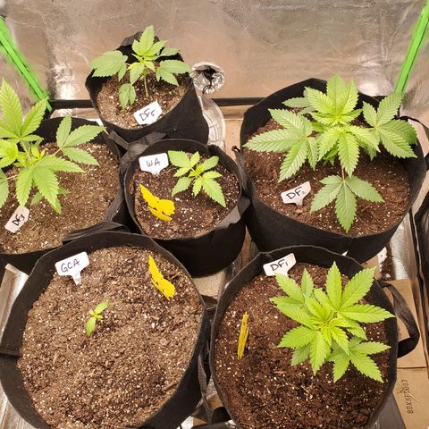 DF2 growlog timeline photo