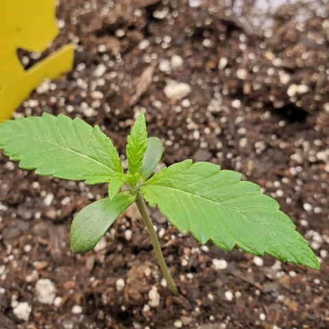 GCA growlog timeline photo