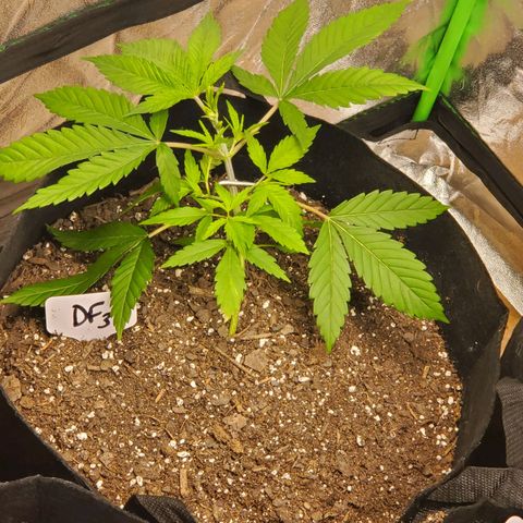 DF3 growlog photo: LST