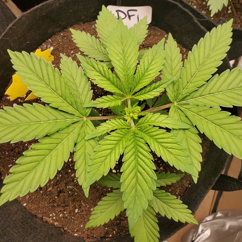 DF1 growlog timeline photo