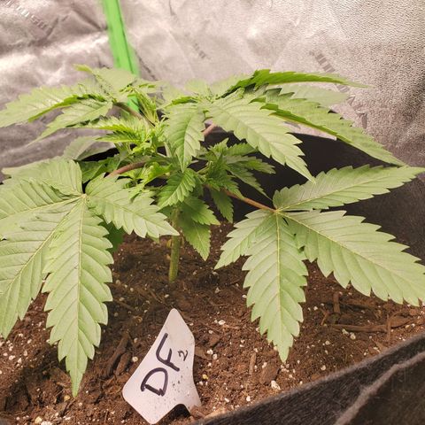 DF2 growlog timeline photo