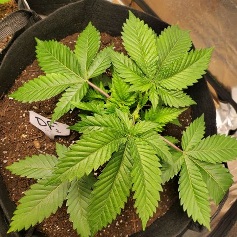 DF2 growlog timeline photo