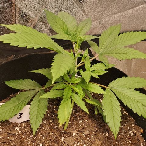 DF3 growlog timeline photo