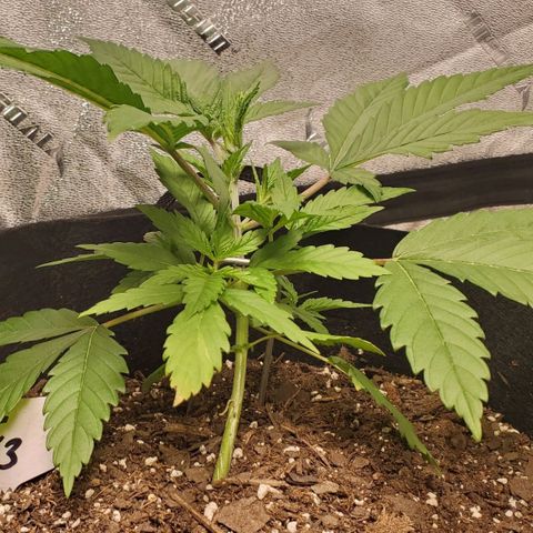 DF3 growlog timeline photo