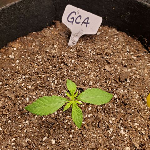GCA growlog timeline photo