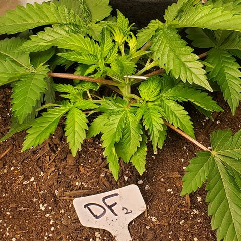 DF2 growlog timeline photo