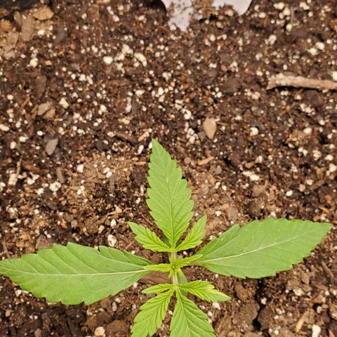 GCA growlog timeline photo
