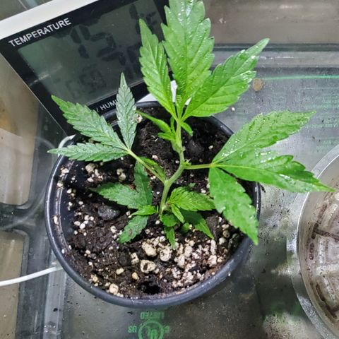 WW3 growlog timeline photo