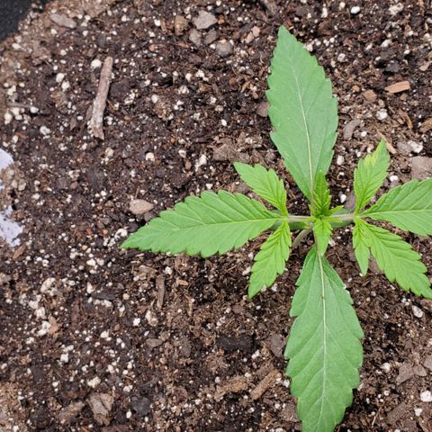 GCA growlog timeline photo