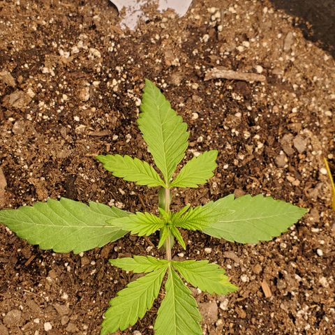 GCA growlog timeline photo
