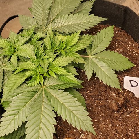 DF2 growlog timeline photo